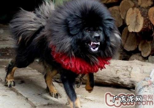 藏獒会咬主人家吗