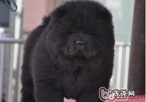 松狮口臭怎么办