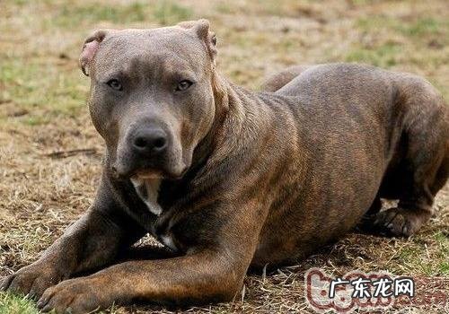 最厉害的狗狗排名