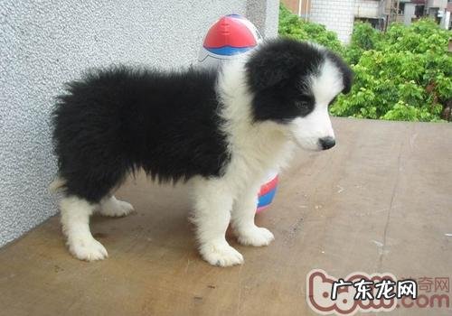 小狗洗澡太多的伤害