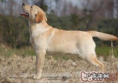 合适和狗玩的游戏有什么