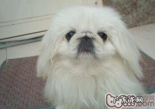 京巴犬耳朵里面的保养