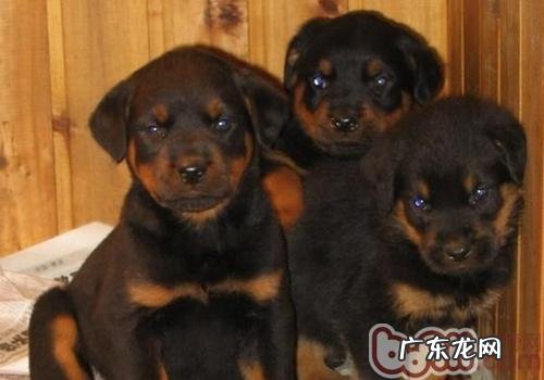 如何解决罗威纳食欲不振