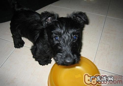 怎样维持小狗屁股清理