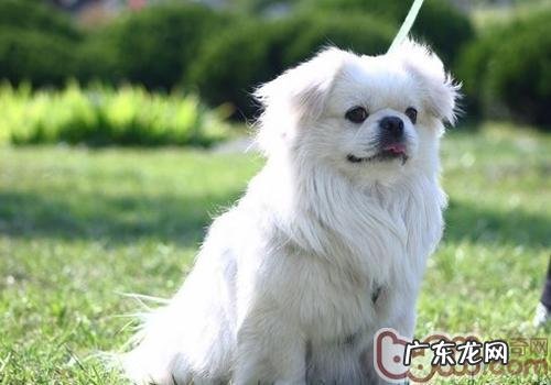 不一样类小狗的冼澡方式