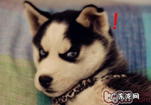 怎样操纵金毛的胃口