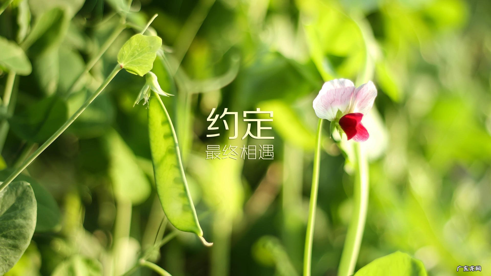 阿胶集团安康果糖渍青梅真的可以减肥瘦身吗?