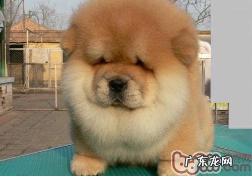 狗狗寄养的常见问题