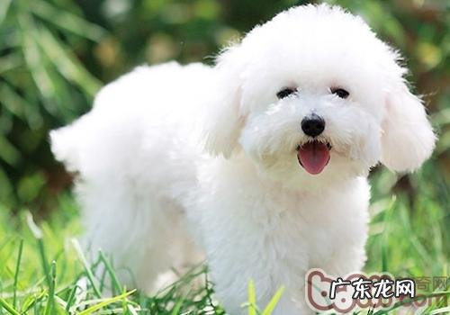 为何养宠物能够释放压力