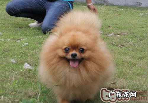 小狗双眼的保养方式