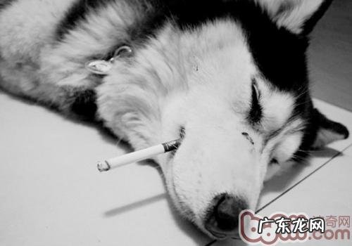 二手烟对狗的损害