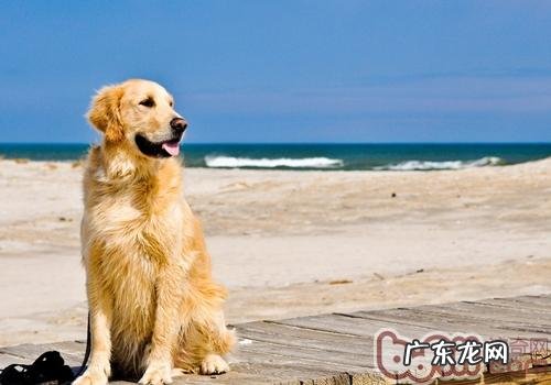 金毛狗狗是否会进攻人