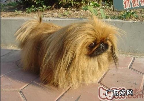 狗不能用的人药有什么