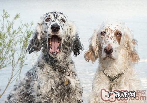 狗的基础急救知识