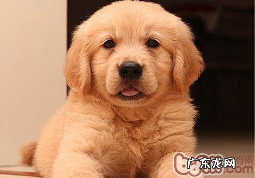 金毛狗狗严重便秘应该怎么办