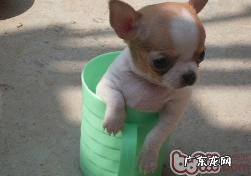 吉娃娃的使用寿命多久