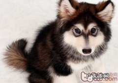 为何不必与狗对望