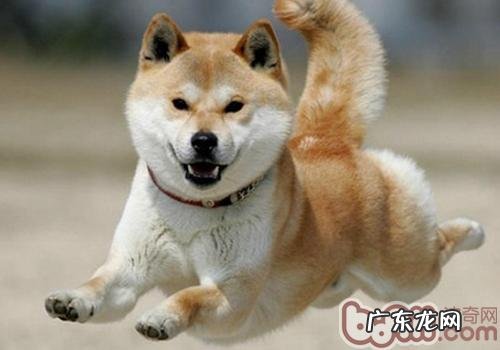 被狗咬伤后的简易解决