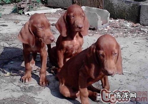 哪些的狗必须补钙补锌