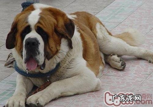 怎样照料老年人狗