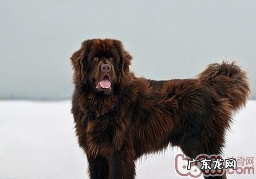 纽芬兰犬合适看门吗