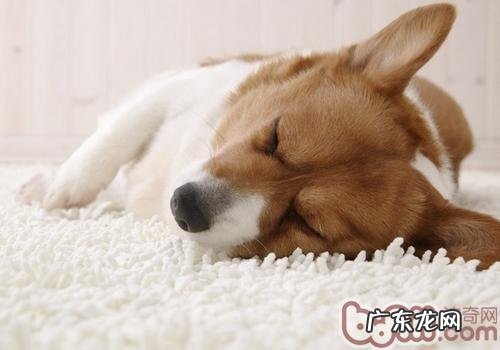 狗如何选择入睡地址