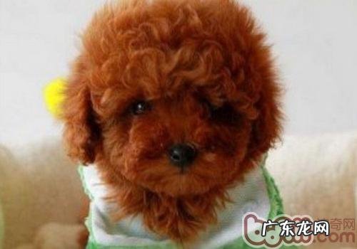 为何泰迪犬爱叫