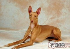 狗为啥前爪挠墙