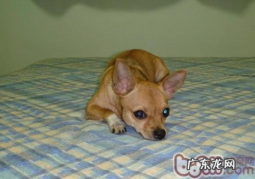 狗狗疫苗为何要打三次