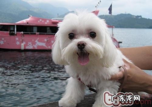 狗长双排牙该怎么办