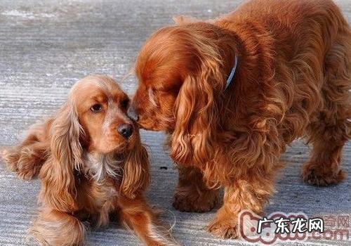 可卡犬吃什么狗粮