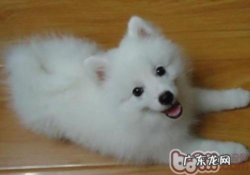 小狗不容易消化吸收的食物有哪些