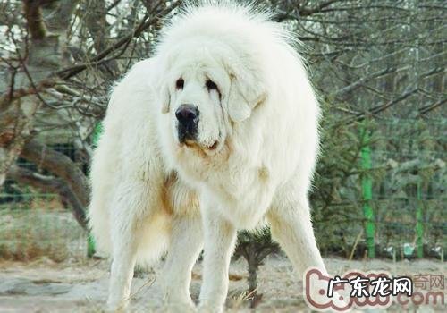 为何藏獒那么贵