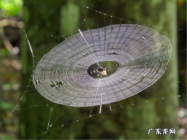 NTNU专家创造出具备优秀刚度和韧性的新弹性材料