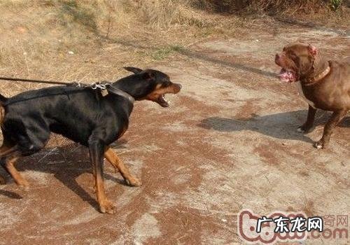杜宾犬打架斗殴