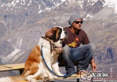 圣伯纳犬黏人水平