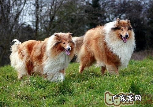 英国德牧犬吃啥