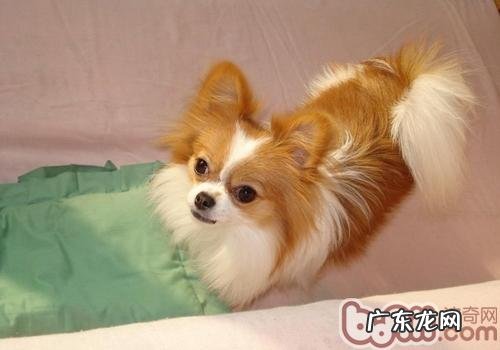 小狗的灌药方式