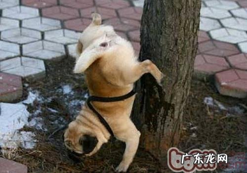 为何狗喜爱在电杆旁小便