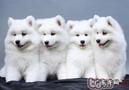 萨摩多长时间逐渐立耳