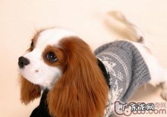 小狗为何总摇头晃脑