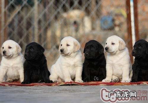 为何狗是红绿色盲