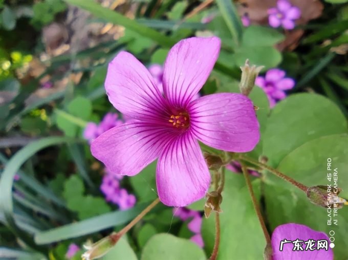 跑分双双破百万！黑鲨4S Pro评测：武装到牙齿的游戏机皇