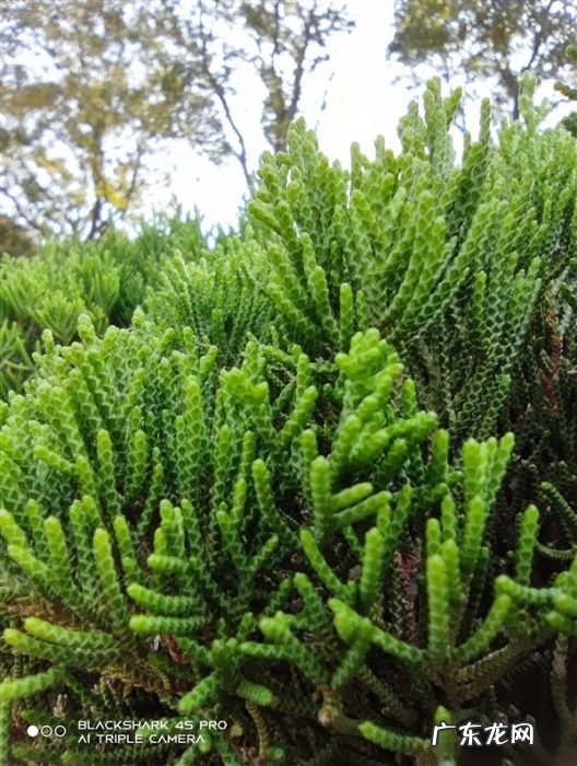 跑分双双破百万！黑鲨4S Pro评测：武装到牙齿的游戏机皇