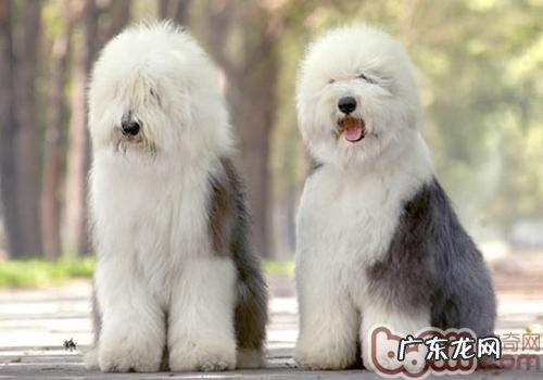 如何解决小狗担心电吹风