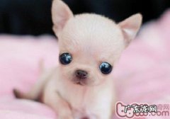 为何小狗连亲人都咬