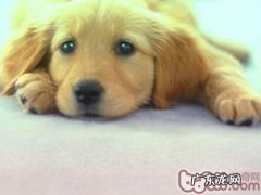 【检测】狗狗问题处理工作能力趣味测试