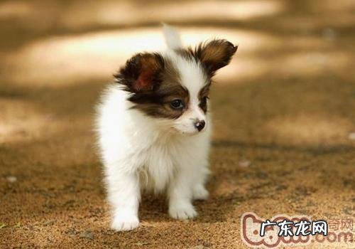 小狗尿颜色出现异常表明哪些