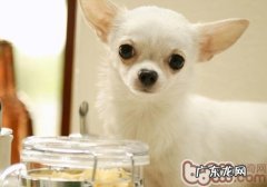 小狗内分泌失调除毛该怎么办