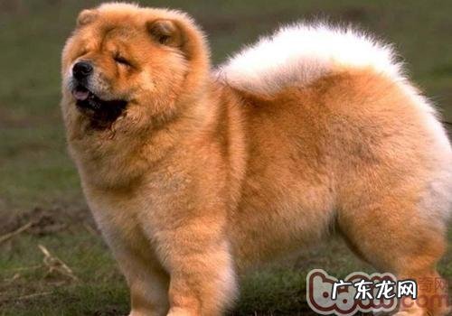 夏季不必帮松狮刮毛